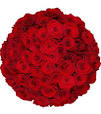 bloemen roos