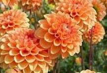 mooie bloemen