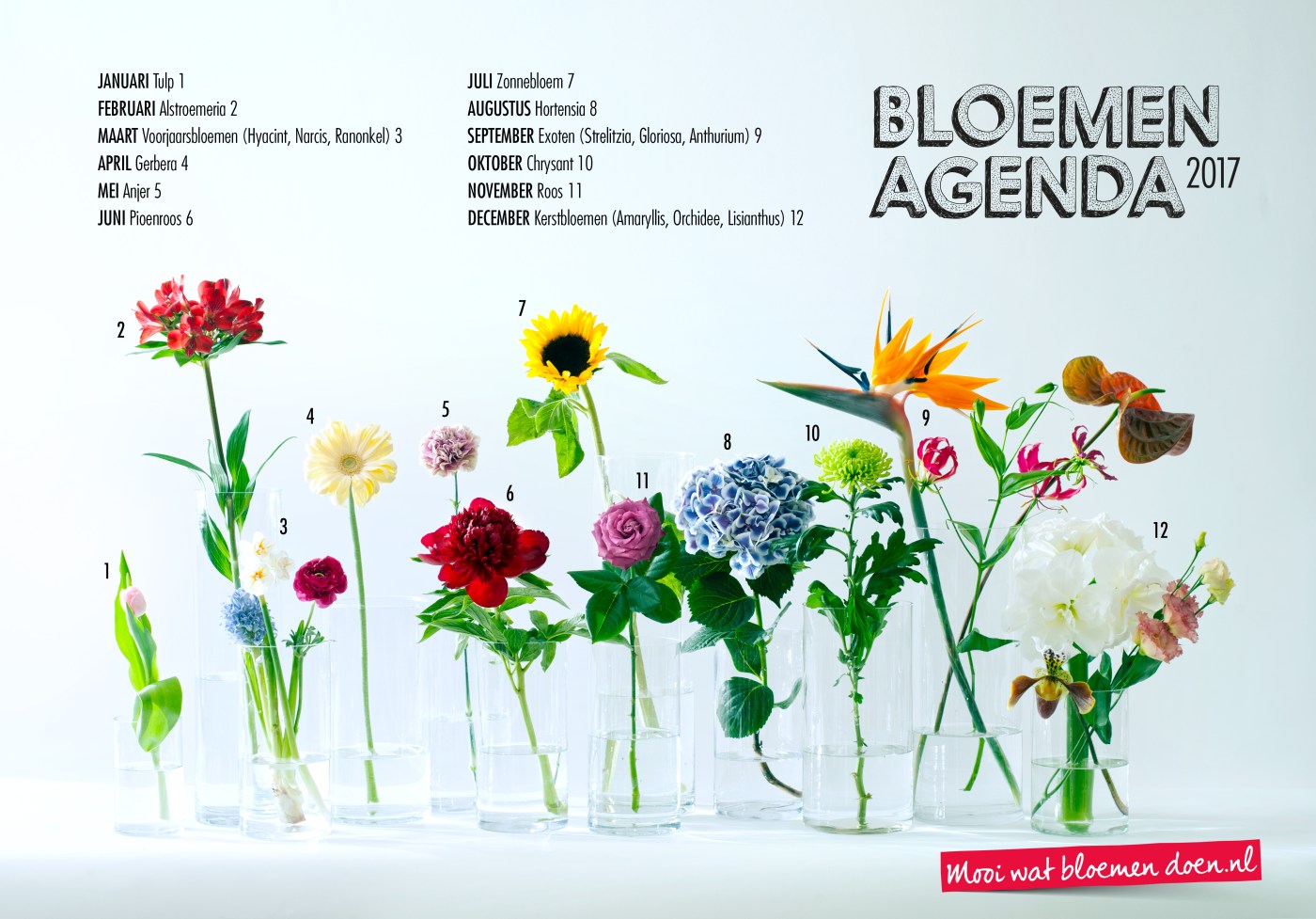 september bloemen