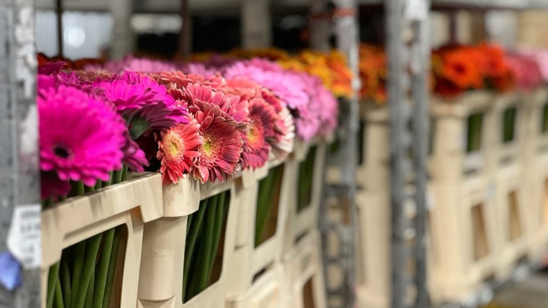 bloemen prijs