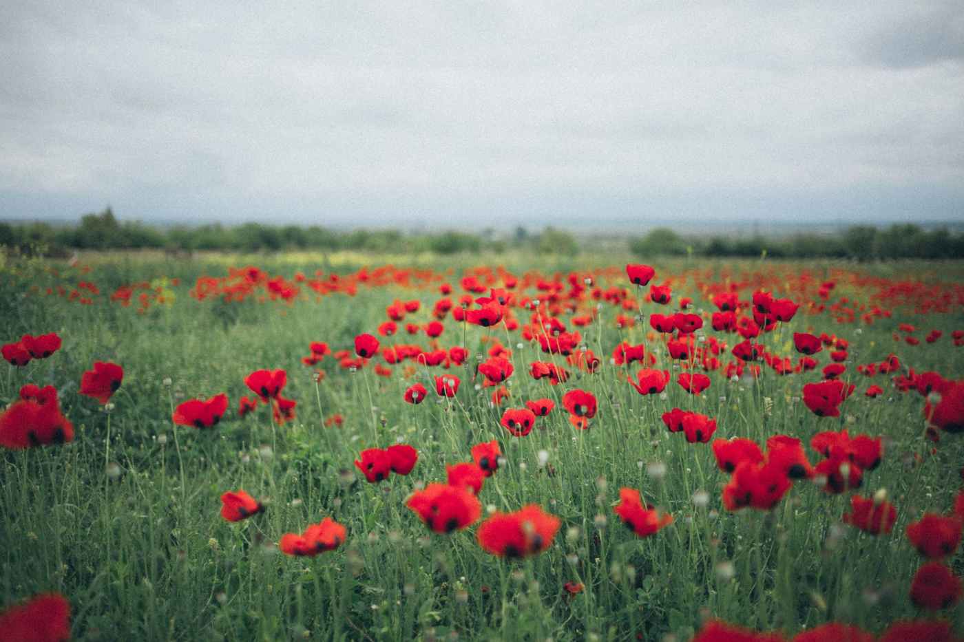 bloemen zwevezele